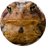 gringetoad