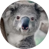 koalakins