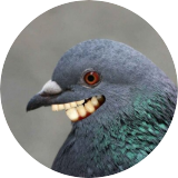 BigJuicyChicken