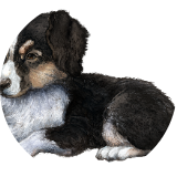 My dog patch