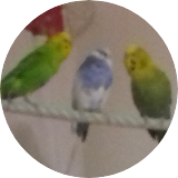 Thethreebudgies