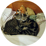 Mum of 3 Cats