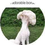 Vegandognuts