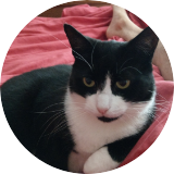 TheCatSanctuary