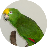 marob