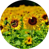 Sunflowers123