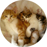 Catorito