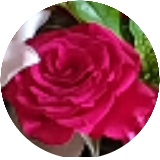 Rosegardenju61