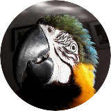 Crazybirdy