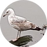 Hungry_Seagull