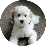 Marley-Moo