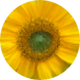 Tournesol