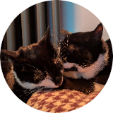 Kittensinmittens