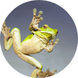 4frogfeet