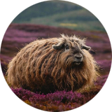 HaggisMuncher