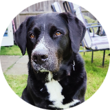 NarlaTheDog49