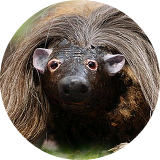 HighlandHorseHaggis