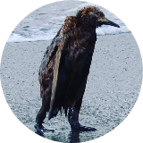 WinnerChickendinner73