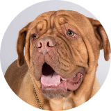 MillieMoo