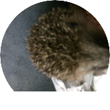 Simon F