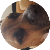 ScoobyBaileyDoo
