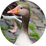 dimmy