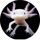 Eggbod the axolotl