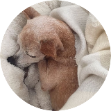 Peanutbutter porridge