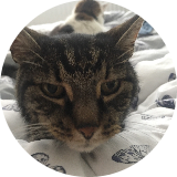Catjan8