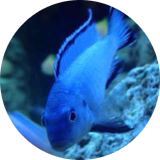 Blue14